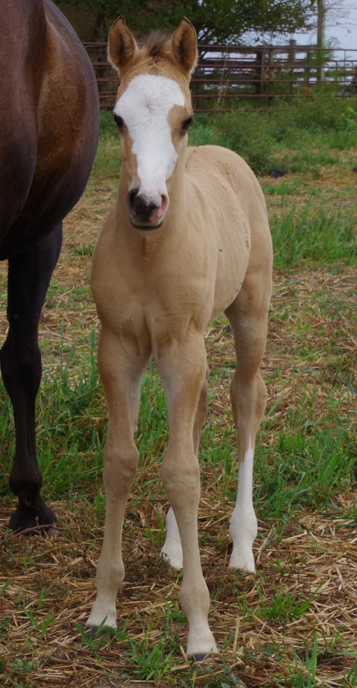2024 Dun Stud Colt