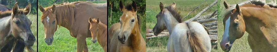 Quality AQHA Horses
